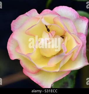 Der wunderschöne Rosenkopf wurde in der Nähe aufgenommen, um alle schönen Details einer Blume zu zeigen, um schöne Blütenfarben zu bieten. Stockfoto