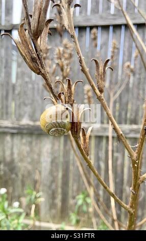 Dieses Foto zeigt eine Schnecke auf einer toten Pflanze. Stockfoto