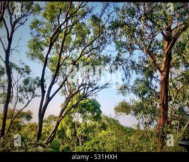 Koala im australischen Gummibaum Stockfoto