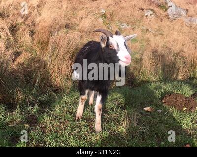 Wild Mountain Goat im Wild Goat Park im Galloway Forest Park, Dumfries and Galloway, Schottland Stockfoto