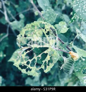 Blatt von einer Raupe gefressen wie ein X-ray Bericht neben getrockneten Blüten und Samen in der Nähe Strauch Stockfoto