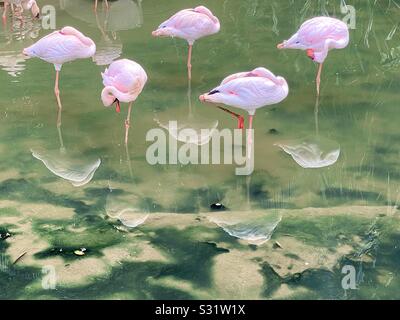 Fünf rosa Flamingos und deren Reflexionen. Stockfoto