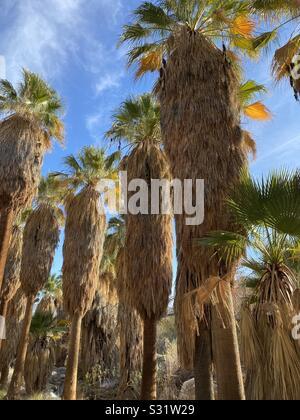 In Palm Springs Kalifornien in die Indian Canyons heilig für das Agua Caliente cahuilla Stamm genommen Stockfoto
