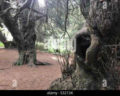 Zweitausend Jahre alte Eiben. Kingley Vale Nature Reserve, West Sussex Stockfoto