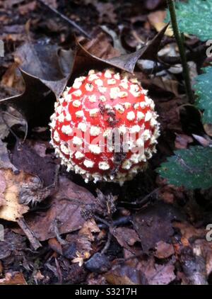 Fly agaric durch Blattsänfte auf Waldboden wachsen. Ende Sommer England Stockfoto