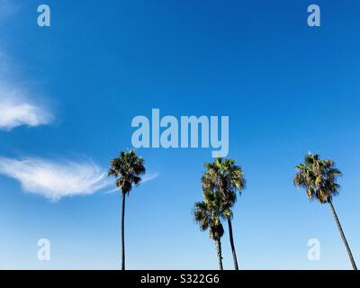 Vier Palmen und blauer Himmel. Manhattan Beach, Kalifornien, USA. Stockfoto
