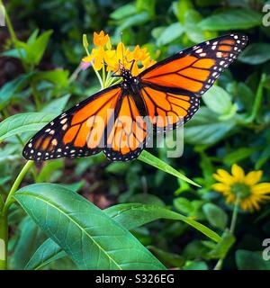 Schmetterlingsfalter des männlichen Monarchen, der auf lantana fegt, blüht in einem Garten. Stockfoto