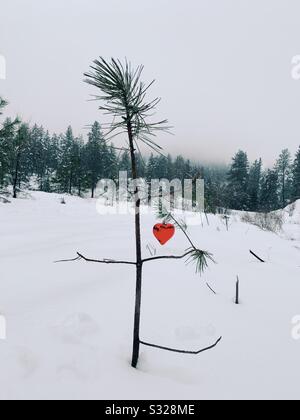 Einsame kleine, seltsame Kiefer mit herzförmigem rotem Weihnachtsschmuck in einer verschneiten Wiese mit immergrünen Wald im Hintergrund. Stockfoto