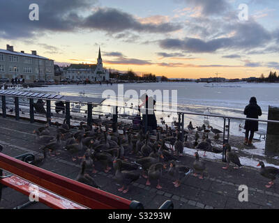 Am 15. Dezember 2019 werden die Enten am Reykjavíkurtjörn oder am Teich Reykjavík Tjörnin mittags gefüttert. Stockfoto