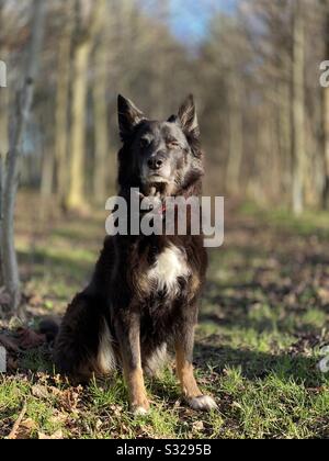 Majestätische Pose Stockfoto