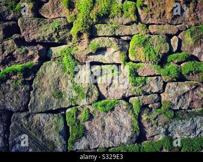 Trockene Steinwand mit üppig grünem Moos. Stockfoto