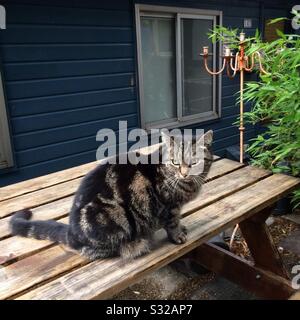 Eine graue Tabby-Katze sitzt auf einem Holztisch vor einem Hausboot in Amsterdam Stockfoto