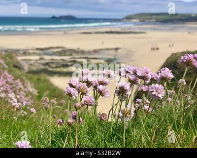 Rosa Blumen auf Gwithian Towans, Cornwall Stockfoto