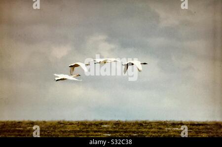 Trompeterschwäne, im Flug, Wanderpfad, Frühjahr 2019, Alberta, Kanada Stockfoto