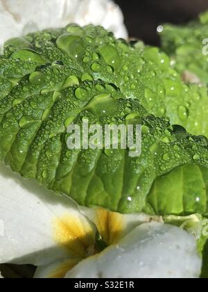 Wassertropfen auf einem grünen Blatt in der Sonne. Stockfoto