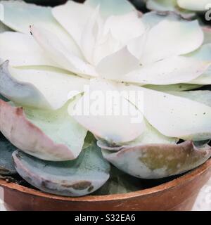 Perlmutt Plant alias Ghost Plant eine saftige Pflanzenart in der Familie der Jade, gezoomter Pic Stockfoto