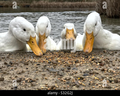 Weiße Pekin-Enten suchen nach Nahrung Stockfoto