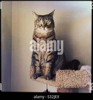 Alarmieren Sie die tabby-Katze in ihrem Perch Stockfoto