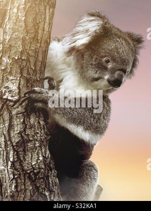 Australischer Koala in einem Baum mit pastellfarbenem Hintergrund. Tragische australische Buschbrände. Tiere aus der Tierwelt Stockfoto