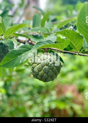 Custard Apple auf Baum Stockfoto