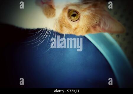 Orange und weißer Ingwer-Tabby-Kater in der Nähe. Stockfoto