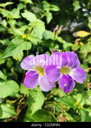 Asystasia Gangetica aka Coromandel-Purple-Farb-Zwillingsblumen in einem Strauch in der Nähe des Aliyar-Staudamms, sehen einige natürliche weiße Punkte an den Kronblättern und Farbschattierungen an den Kronblättern genau vor Stockfoto