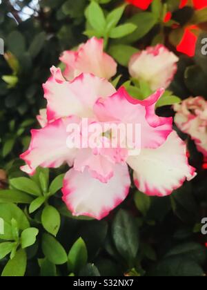 Weiße und rosafarbene Azalea-Pflanze zum Verkauf mit Blume geblüht, Hybrid-Nelkenblume zum Verkauf auf CNY Stockfoto