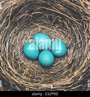 Eiern in einem nest Stockfoto