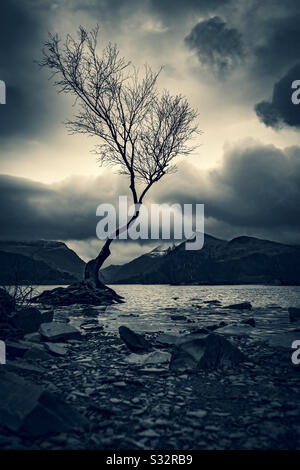 Der Lone Tree von Llyn Padarn, Llanberis, Snowdonia, Wales. Stockfoto