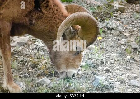 Tierwelt Nordamerikas, große Hornschafe, Ovis canadensis, Tier, Weide, Futter Stockfoto