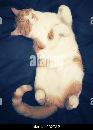 Orange-weiße, Ingwer-Tabby-Katze, die auf dem Rücken auf einem großen weichen Kissen schläft. Stockfoto