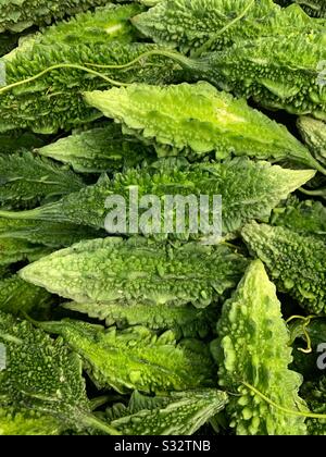 Frisches Grün, Momordica charantia, bittere Melone, bitterer apfel, bitteres Gourd, Karela, bitterer Squash, Balsam-Birne Stockfoto