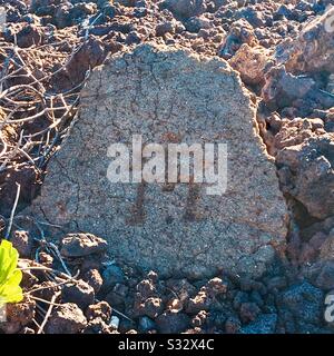 Puako Petroglyph auf dem Anwesen des Mauna Lani Resort, an der Auberge an der Kohla-Küste der großen Insel von Hawaii Stockfoto