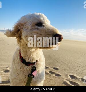 Ein weißes Labradoodle an einem windigen Strand. Hermosa Beach, Kalifornien, USA. Stockfoto