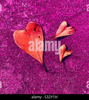 Herzförmige Blätter auf einem rosafarbenen Terrassenboden aus Beton schaffen eine Botschaft zum Valentinstag. Stockfoto