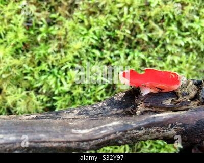 Kleiner Rotpilz auf trockenem Ast vor grünem Moos-Hintergrund. Stockfoto