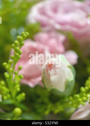 Makroaufnahme von hellrosa Miniatur-Rosebud und Bouquet Stockfoto