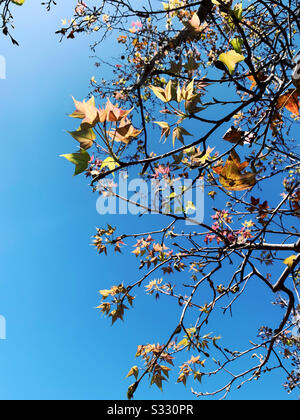 Rote Blätter, Baum, Liquidambar formosana, chinesische Süßgummi, Formosan-Kaugummi, Altingiaceae, rote Blätter Stockfoto