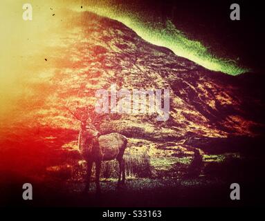 Stag in Glen Etive in den schottischen Highlands. Stockfoto