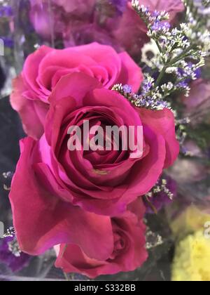 Beschädigte Rosa Rose in einem Blumenstrauß zum Verkauf! So traurig, wie es nicht will diese Blume... Rosa Rose, rote Rose, Stockfoto