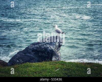 Möwe auf einem Felsen am blauen Meer Stockfoto