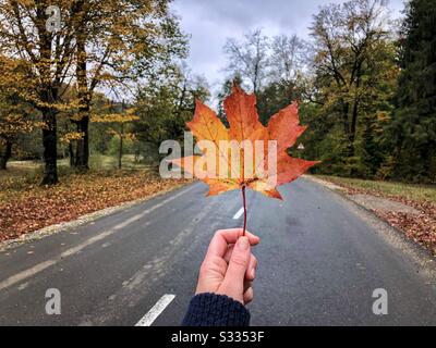 Hand, das Ahorn-Blatt auf der Straße hält Stockfoto