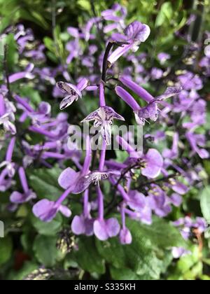 Plectranthus ‘Mona Lavender’; kleiner Sinnesstrauch mit lavendelähnlicher Blume mit violetten Sommersprossen, in einem Kinderzimmer, das zum Verkauf bereit ist, Röhrenblüte, violette Blume, lilafarbe Blume Stockfoto