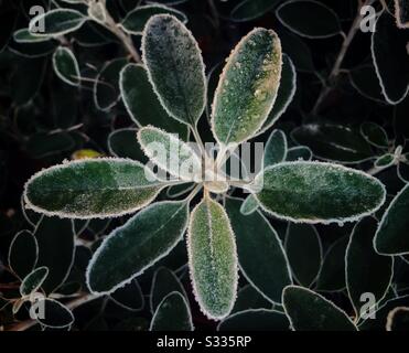 Nahaufnahme der Senecio Grayi Blätter im Winter mit gefrorenem Tau. Stockfoto