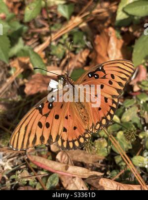 Orange Gulf Fritillary Schmetterling in der Nähe auf dem Waldboden Stockfoto