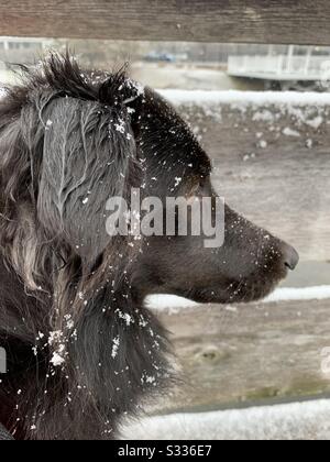 Verschneit schwarzer Hund auf einer verschneiten Brücke. Border Collie und Labrador mischen Rettungshund. Stockfoto