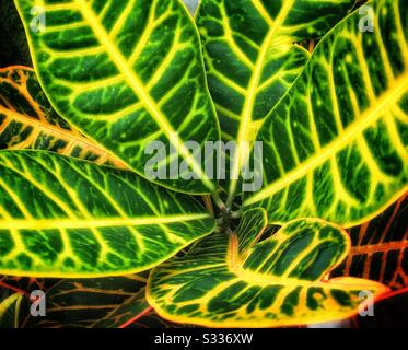 Nahaufnahme der vielgestaltigen Blätter des Hauswerks Croton Petra. Stockfoto