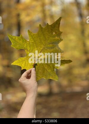 Frau im Wald im Fallholmblatt Stockfoto