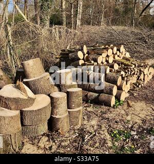 Stapel frisch geschnittener Eichenstämme für heimisches Brennholz. Stockfoto