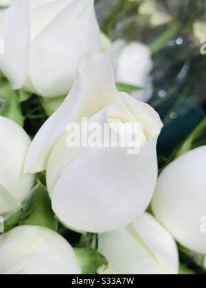 Rein weiße brautblüte Rosenknospen in einem Korb - ein Mädchen bereitet einen Blumenstrauß vor, indem es weiße Rosen verwendet - Weiß erinnert Frieden, Unschuld ..Rose mit einem geöffneten Blütenblatt - Bund weißer Rosenknospen-weißer Blume Stockfoto